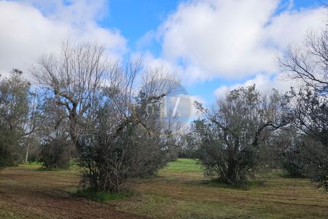 Tomt i Martano, Lecce, Martano - € 55 000 | Ref: TR002 - foto 12